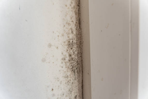 Mold Remediation for Vacation Homes